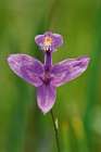 Canada-Ontario-Bruce Peninsula National Park Grass pink orchid close-up Art Print